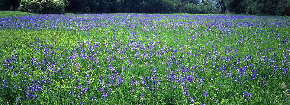 Eriskirch - Irisblüte im Eriskircher Ried