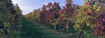 Wasserburg - Obstplantage im Herbst