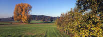Wasserburg - Obstplantage und Pappeln im Herbst