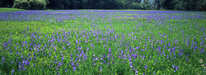 Eriskirch - Irisblüte im Eriskircher Ried