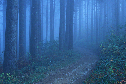 Pfänderrücken - Wald im Nebel 2