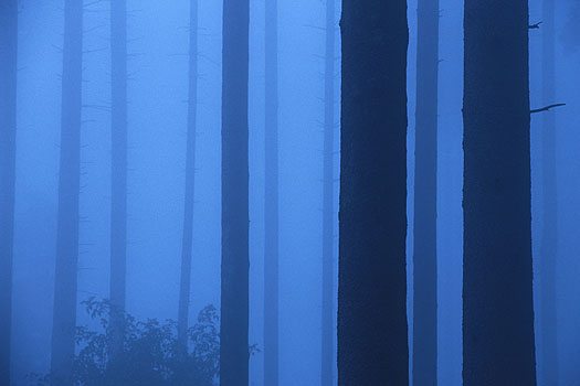 Pfänderrücken - Wald im Nebel 1
