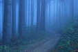 Pfänderrücken - Wald im Nebel 2