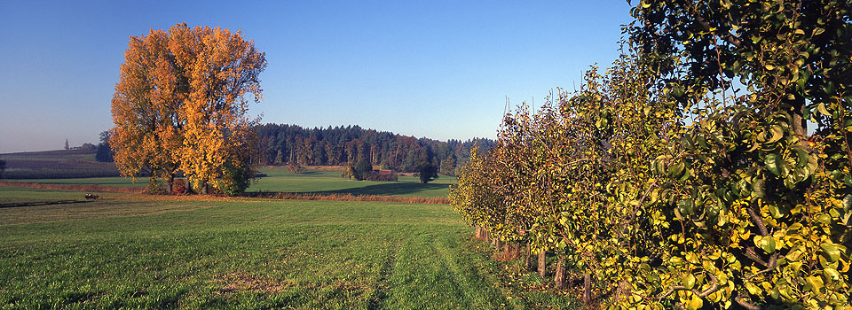 Wasserburg - Obstplantage und Pappeln im Herbst